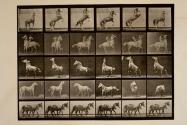 A, B, C, D, E, horses rearing, etc.