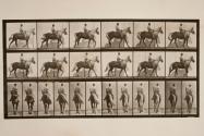 Walking; saddle; lame, right front foot; horse, Buckskin