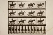 Walking; saddle; spavin, right hind leg; horse, Gazelle