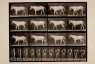 Walking; free; ossification of cartilage, right front foot; horse, Bob