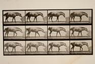 Rolling a box; pony, Lotta