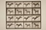 Mule; A, kicking; B, kicking, Ruth