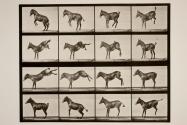 Mule; A, B, bucking and kicking, Ruth