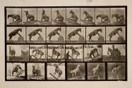 Mule; miscellaneous performances, Denver