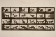 Mule; A, B, a refractory animal, Denver