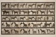 Mule; various performances; at a table, etc.