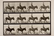 Ass; walking; bareback; a boy riding, Jennie