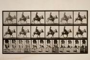 Ass; walking; saddle; a boy riding, Zoo