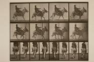 Ass; ambling, irregular; saddle; a boy riding, Zoo