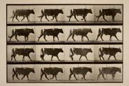 Ox; walking