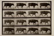Ox; trotting