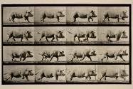 Sow; trotting