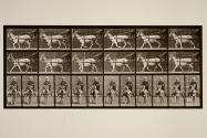 Goat; trotting, in sulky