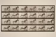 Goat; galloping