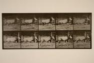 Orex; galloping