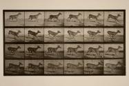 Virginia deer; (no antlers;) buck; galloping