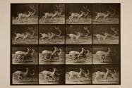 Fallow deer; A, buck and doe; B, two does; trotting, galloping