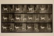 Fallow deer; buck and doe; trotting