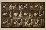 Fallow deer; buck and doe; galloping