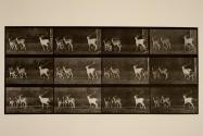 Fallow deer; buck and group of does; galloping