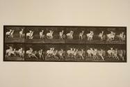 Fallow deer; buck and group of does; galloping