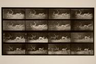 Fallow deer; A, B, buck, and group of does; galloping