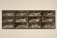 Fallow deer; buck and group of deer; various movements