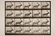 Elk; trotting