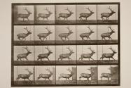 Elk; galloping