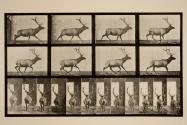 Elk; galloping, irregular