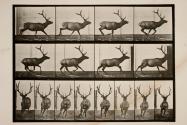 Elk; galloping