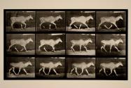 Eland; trotting