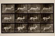 Antelope; galloping