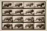 Buffalo; galloping