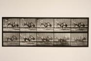 Gnu; bucking and galloping