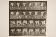Dog; trotting; mastiff, Dread