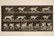 Dog; galloping; mastiff, Dread