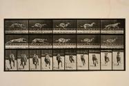 Dog; galloping; brown racing hound, Ike