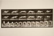 Dog; galloping; white racing hound, Maggie
