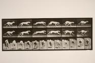Dog; galloping; white racing hound, Maggie