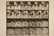 Dogs; two, racing; A, B; racing hounds, Ike, Maggie