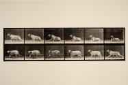 Dog; aroused by a torpedo; mastiff, Smith