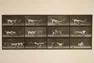 Dogs; three, tugging at a towel, Ike, Maggie, etc.