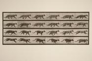 Cat; trotting; change to galloping