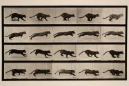 Cat trotting, changing to a gallop