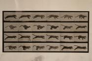 Cat; galloping