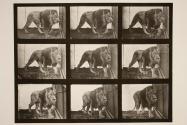 Lion; walking