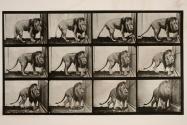 Lion; walking; turning around
