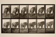 Lion; walking; turning around