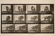 Lion; walking; turning around